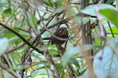 Troglodytes solstitialis