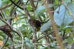 Troglodytes solstitialis