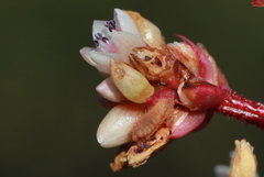 Udara akasa