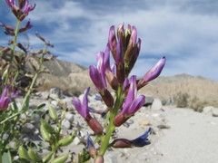 Astragalus crotalariae