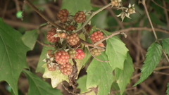 Rubus pinnatus