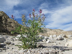 Astragalus crotalariae