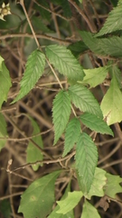 Rubus pinnatus