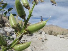 Astragalus crotalariae