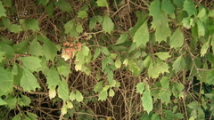 Rubus pinnatus