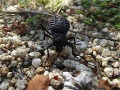 Philolithus aegrotus