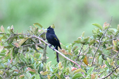 Cacicus chrysonotus