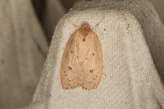 Prionocris protoxantha
