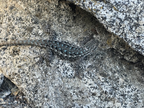 iNaturalist observation photo of Western Fence Lizard