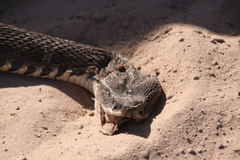 Bothrops alternatus