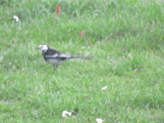 Motacilla alba