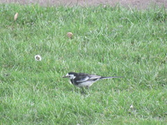 Motacilla alba