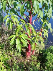 Amaranthus australis
