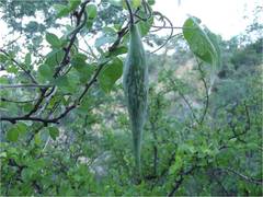 Polystemma cordifolium