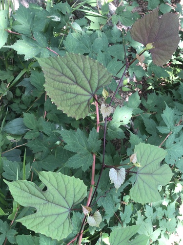 Vitis flexuosa iNat (1)