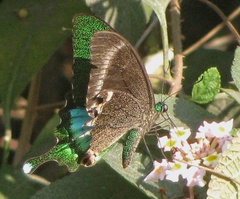 Papilio crino