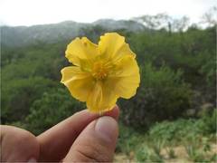 Abutilon dugesii