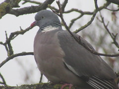 Columba palumbus