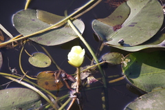 Hydrocleys nymphoides