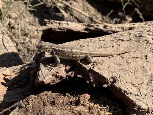 iNaturalist observation photo of Common Sagebrush Lizard