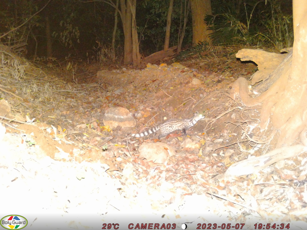 Small Indian Civet (Viverricula indica)