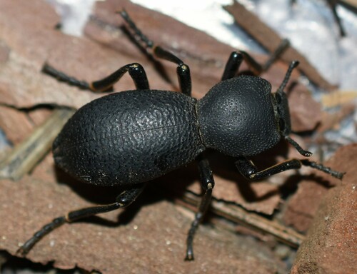 Subspecies Zopherus granicollis ventriosus · iNaturalist