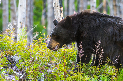 Black Bear