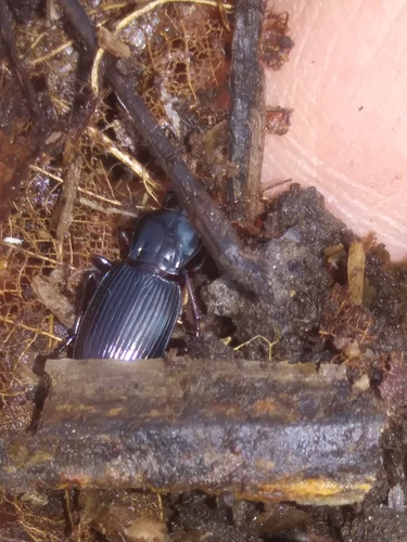 Pterostichus tristis photo 4