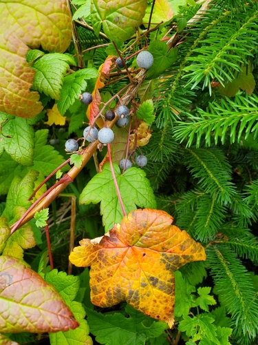 Image of Ribes laxiflorum by (c) Jonathan Curley, some rights reserved (CC BY)
