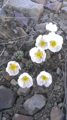 Ranunculus andersonii