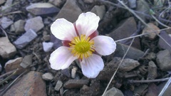 Ranunculus andersonii