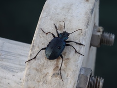 Calosoma granatense