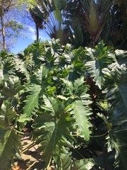 Thaumatophyllum undulatum