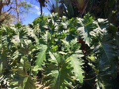 Thaumatophyllum undulatum