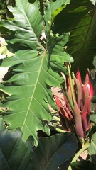 Thaumatophyllum undulatum