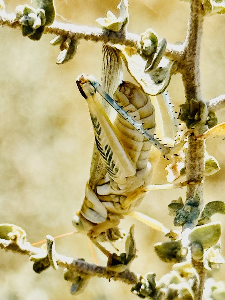 California Saltbush Grasshopper