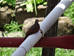 Columbina talpacoti