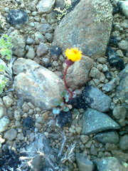 Packera heterophylla