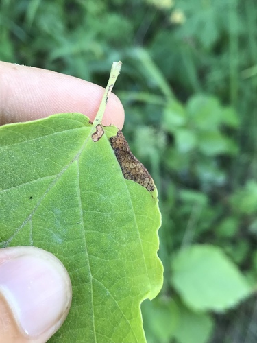Witch-hazel Caloptilia photo 2