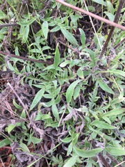 Phacelia imbricata imbricata