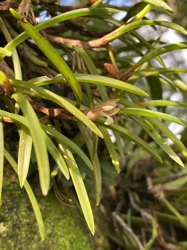 Maxillaria macleei image
