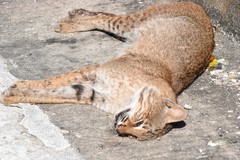 Lynx rufus rufus image