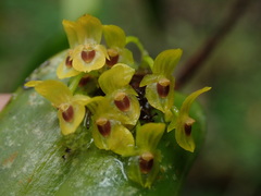 Pleurothallis dibolia