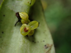 Pleurothallis dibolia