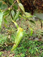 Pleurothallis dibolia