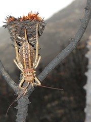 Hetrodes pupus
