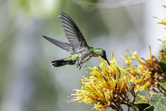 Green-Throated Mango photo 4