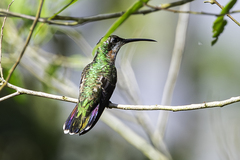 Green-Throated Mango photo 2