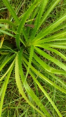 Eryngium