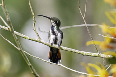 Green-Throated Mango photo 3